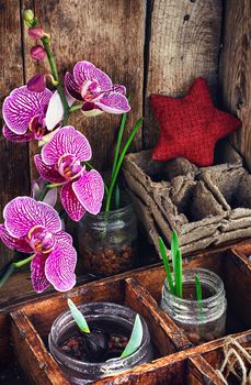 Flowering branch of Orchid and spring was represented sprouts in glass jars.