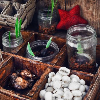 Bulbs and plant shoots and spring flowers in wooden box.View from the top.