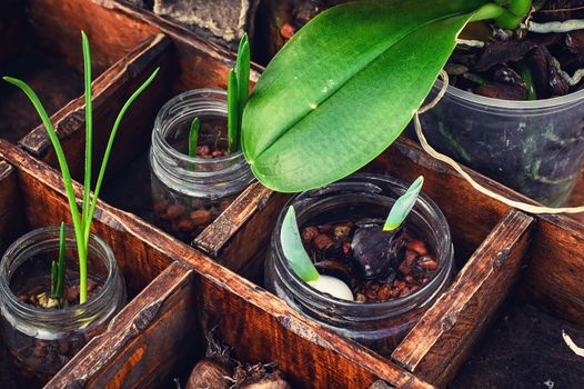 Sprouts germinated plants in spring in a stylish wooden box