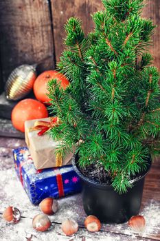 Christmas tree in a pot on background of oranges and boxes of gifts.