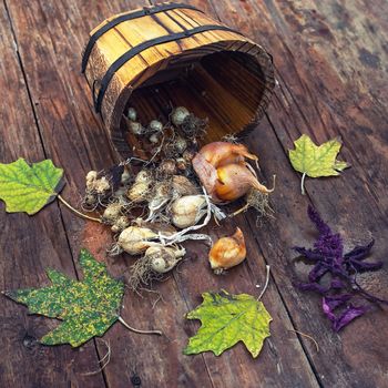 Bulbs of plants in wooden tubs ready for planting in rustic style.