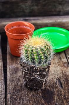 beautiful cactus with exposed roots in soil on wooden background