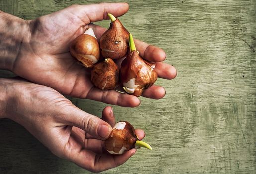 hands of the peasant with the bulbs