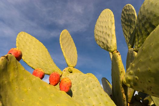 The Nopal Cactus plant of Mexico and California