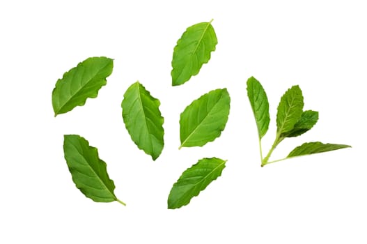 Fresh basil leaves