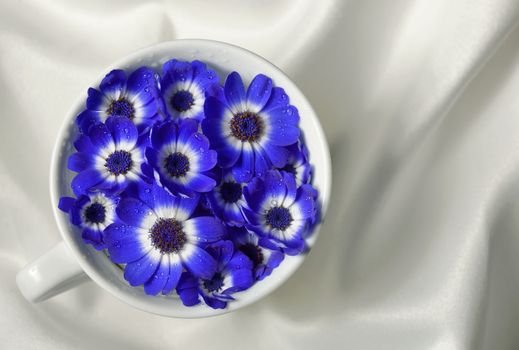 Blue and white cineraria flowers in a cup