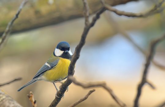 Great Tit (Parus major) resting on a branch