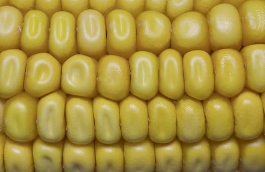 Close up of corn on the cob 