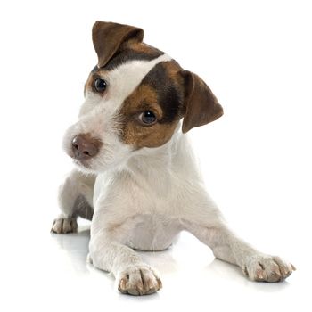 jack russel terrier in front of white background