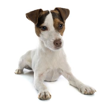 jack russel terrier in front of white background