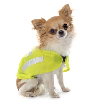 chihuahua and security coat in front of white background