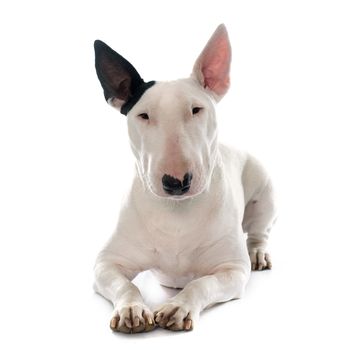 female bull terrier in front of white background