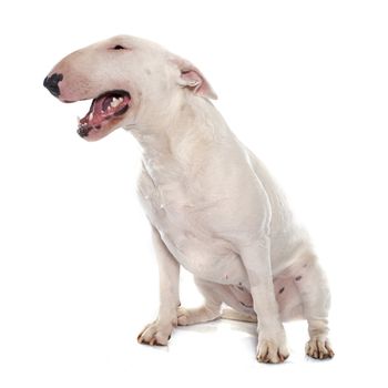 female bull terrier in front of white background