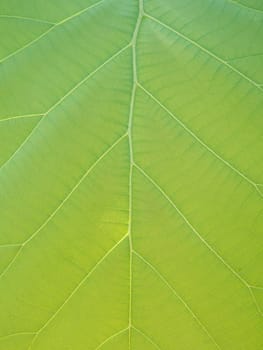 Green teak leaves with beautiful natural pattern