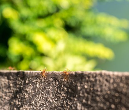 red ants on old concrete wall,select focus