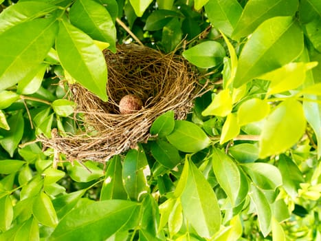 bird nest on tree branch with cute brown eggs inside, select focus