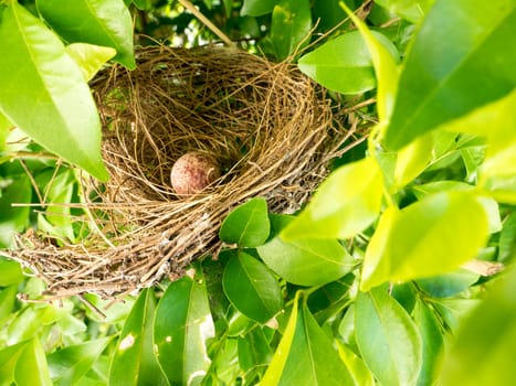 bird nest on tree branch with cute brown eggs inside, select focus