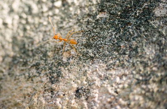 red ant on concrete wall,select focus