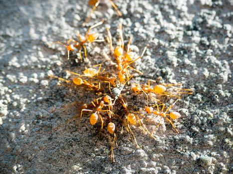 Close Up Swarm Of Ants Eating Insect,select focus