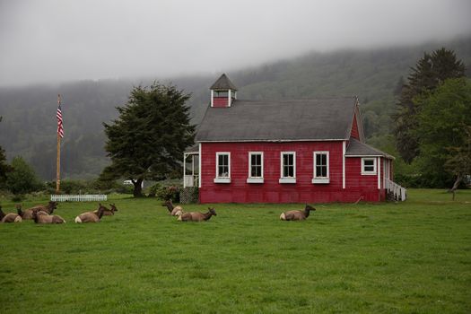 Elk in Front of Old Schoolhouse