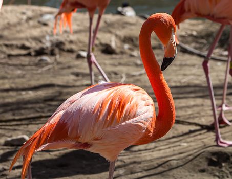 Colorful flamingo.