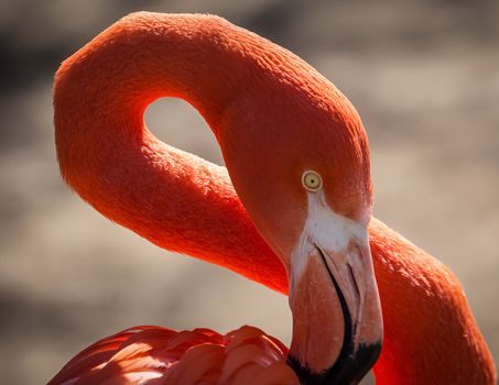 Colorful flamingo.