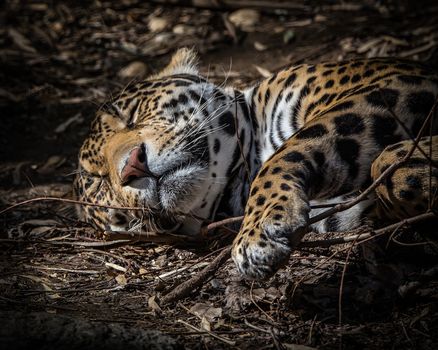 A young jaguar cub sleeps peacefully while showing gorgeous patterns and spots.