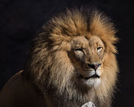 Portrait of a Male Lion