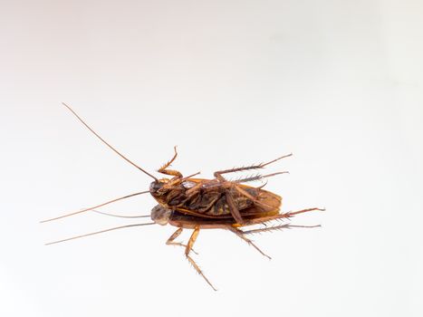 Dead cockroach on a mirror