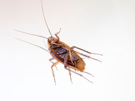 Dead cockroach on a mirror