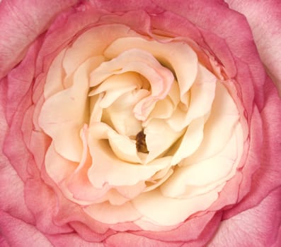 Macro shot of a beautiful rose in pink and cream colors