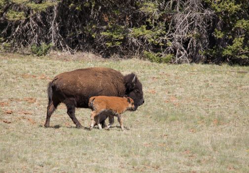 Bison and calf in North Rim of the Grand Canyon National Park, Arizona.