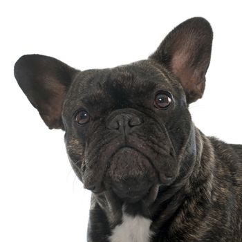 brown french bulldog in front of white background