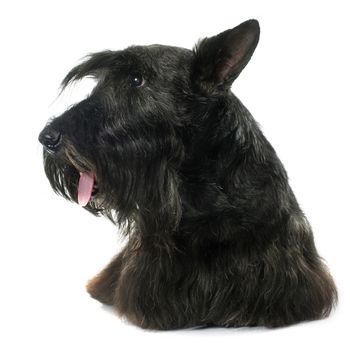 old scottish terrier in front of white background