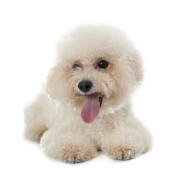 bichon frise maltese dog in front of white background