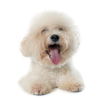 bichon frise maltese dog in front of white background