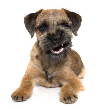 purebred border terrier in front of white background