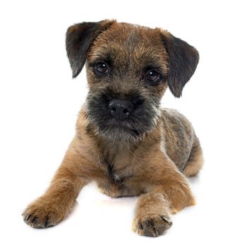 purebred border terrier in front of white background