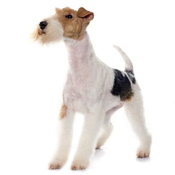 purebred fox terrier in front of white background