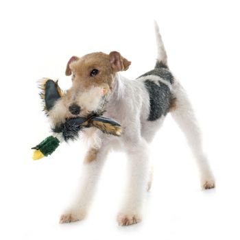 purebred fox terrier in front of white background