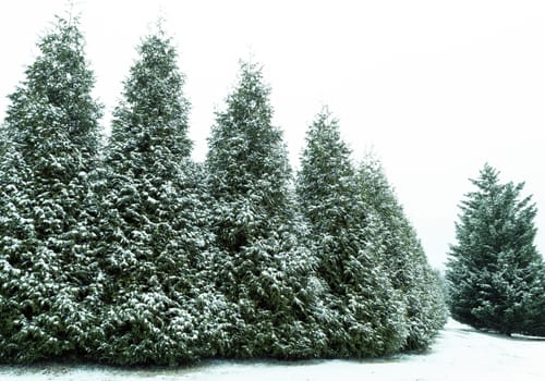 Beautiful trees lightly covered in snow.