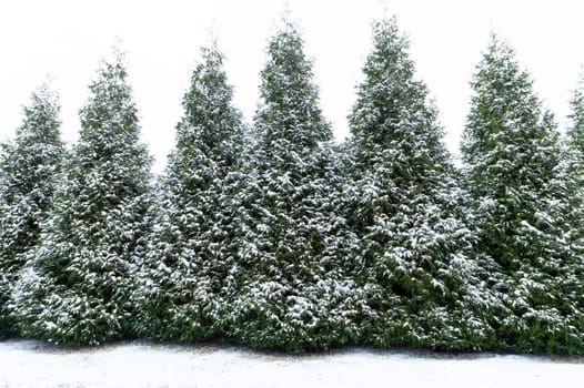 Row of snow covered evergreen trees lightly dusted.