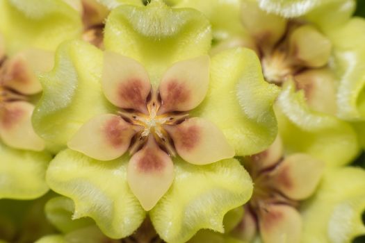 hoya