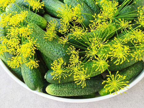 Close-up of fresh green cucumbers and dill from the summer garden.