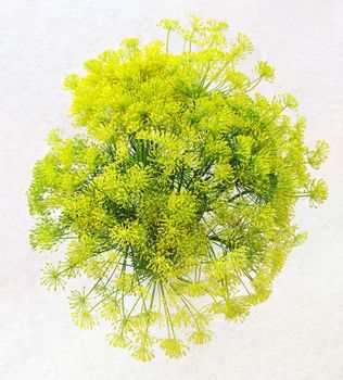 Bouquet of fresh dill flowers on white background. Garden herbs.