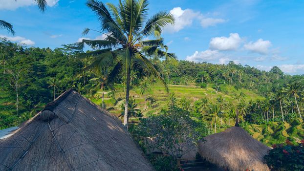 Famous rice terraces near Ubud in Bali, Indonesia