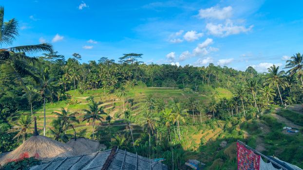 Landscape of rice terraces near Ubud in Bali, Indonesia