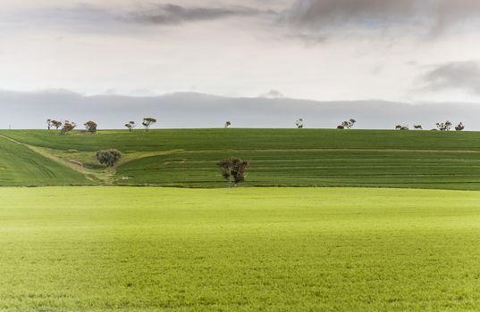 hill and grass in the australian landscape, south australia