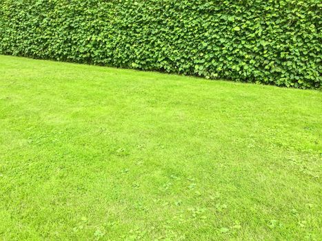 Green lawn and hedge in a summer park.