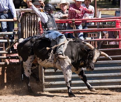 A bull rider in a rodeo competition. The rodeo in Cottonwood, California is a popular event on Mother's Day weekend in this small northern California town.
Photo taken on: May 10th, 2014